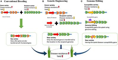 Genome Editing Technologies for Rice Improvement: Progress, Prospects, and Safety Concerns